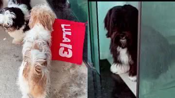 Reprodução/TikTok @marinabarroz