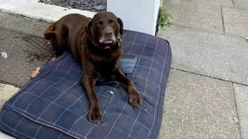 Reprodução/Facebook/Becky Albon