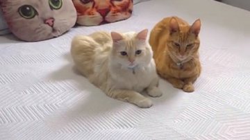 Reprodução / TikTok @pedrinhoepaulinho