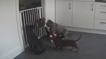 Reprodução / TikTok @midlandsdaxies