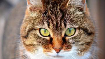 Ilustrativa / Pixabay