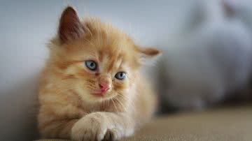 Quang Nguyen vinh por Pixabay