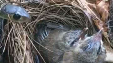 Reprodução/ Vídeo