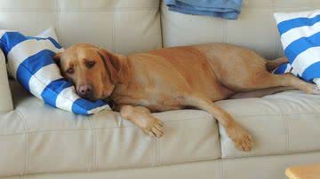 Reprodução/Pixabay