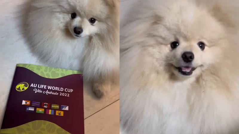 Reprodução/TikTok @lorenaemediato
