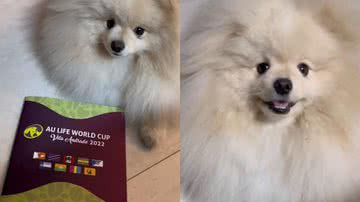 Reprodução/TikTok @lorenaemediato