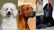 Imagem Cor de pelagem de cachorro influencia em adoção? Confira qual cão "menos querido"