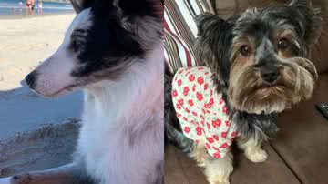 Reprodução/TikTok @bordercolliedona