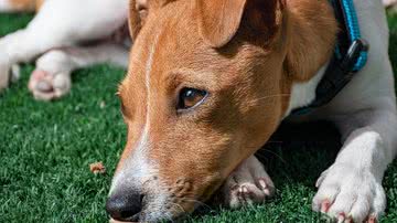 Reprodução/Pixabay