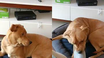 Reprodução / TikTok @dogcostelinha