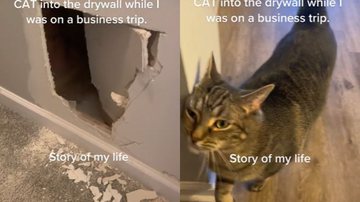 Imagem Tutora compartilha revolta após seu gato ficar preso em parede durante reforma; veja