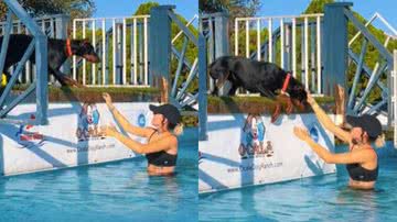 Reprodução / TikTok @quinnsk9servicesllc