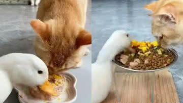 Reprodução / Instagram @kedilervadisi