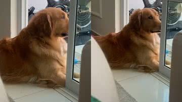 Reprodução / TikTok @bb.martins