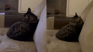 Reprodução / TikTok @gatoalface