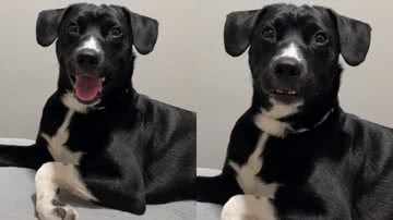 Reprodução / TikTok @oreofigueiredo