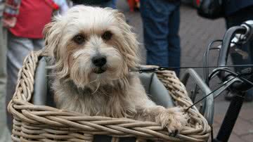 BettinaStemann por Pixabay