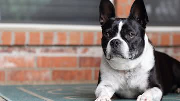 Tony Lee por Pixabay