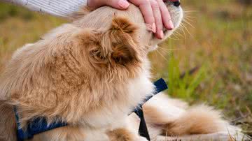 Fernando Benega por Pixabay