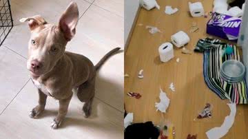 Reprodução/TikTok @brutusofilhote