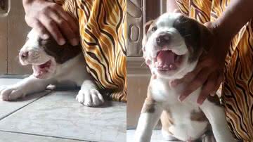 Reprodução/TikTok @pitbulleumvicio