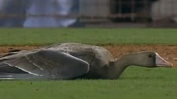 Reprodução/ Vídeo