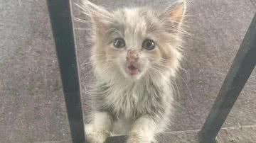 Divulgação/Detroit Community Cat Rescue