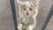 Divulgação/Detroit Community Cat Rescue