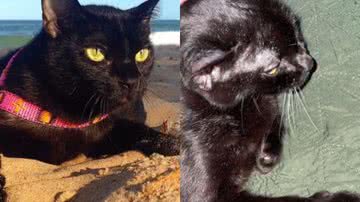 Reprodução/TikTok @estelabritto