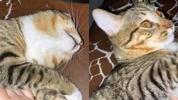 Reprodução/TikTok @victoriaborreli