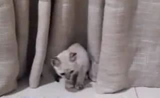 Reprodução/ Vídeo