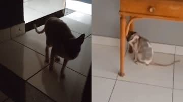 Reprodução/TikTok @brunobragancax