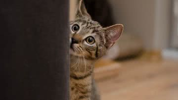 Daga_Roszkowska por Pixabay