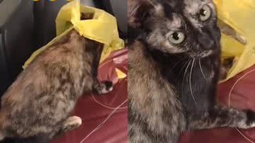 Reprodução/TikTok @rashellmuniz