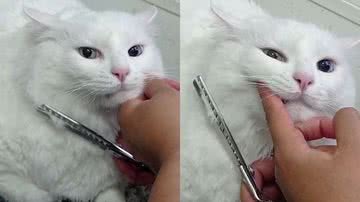 Reprodução/TikTok @renatahoradobanho