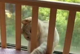 Reprodução/ Vídeo