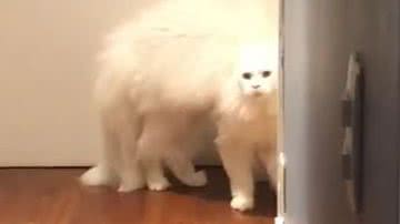 Reprodução/ Vídeo