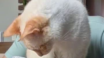 Reprodução/ Vídeo