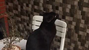 Reprodução/ Vídeo