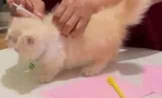 Reprodução/ Vídeo/ TikTok @nadheaalan