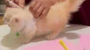 Reprodução/ Vídeo/ TikTok @nadheaalan