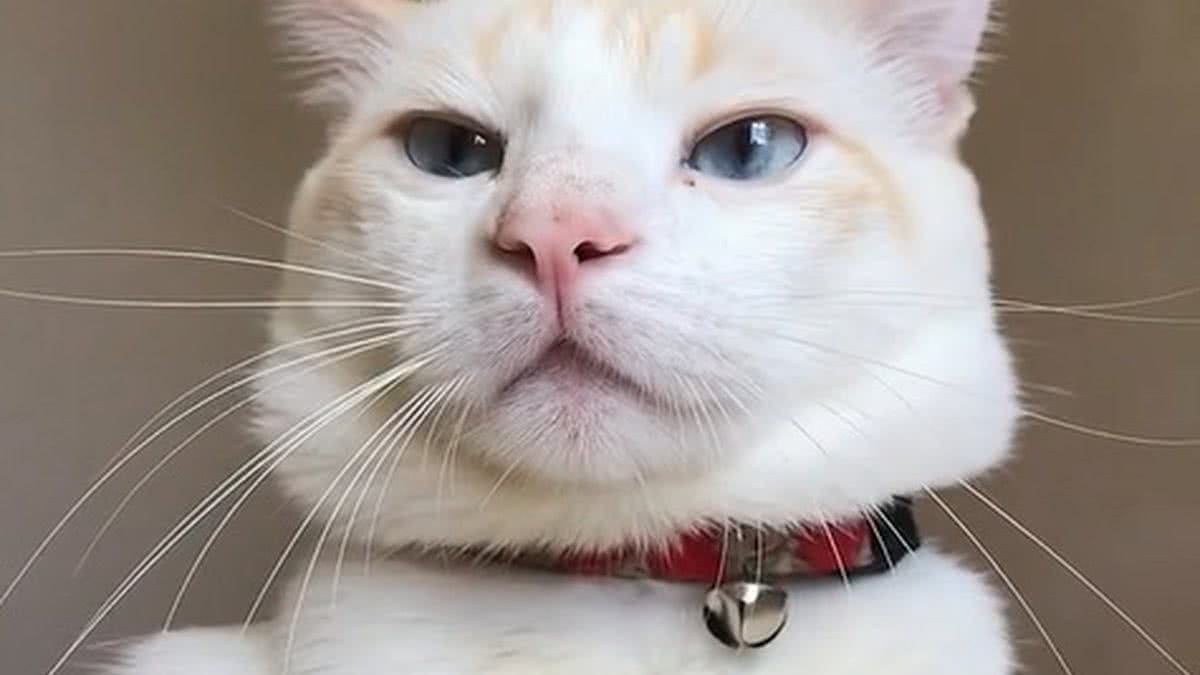 gato que parece um tigre｜Pesquisa do TikTok