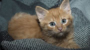 Anna Zielińska por Pixabay