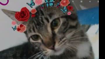 Reprodução/ Vídeo