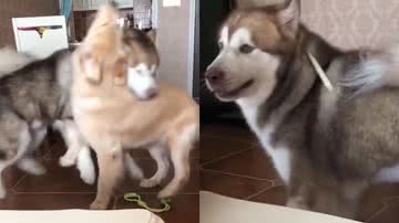 Reprodução/Instagram @rzhivotnye_