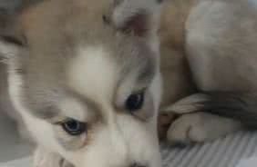 Reprodução/ Vídeo