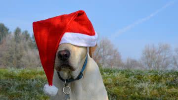 evastupica por Pixabay