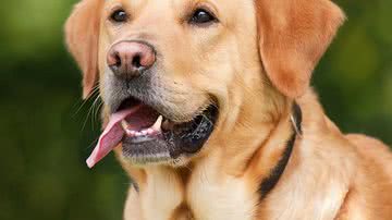 Chiemsee2016 por Pixabay