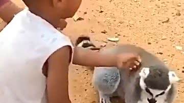 Reprodução/ Vídeo