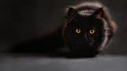 Claudia por Pixabay